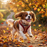 Puppia Adonissa Harness Model A - Wine hondentuig > honden harnas > model A Small