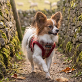 Puppia Adonissa Vest Harness Model B - Wine hondentuig > honden harnas > model B Small