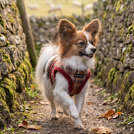 Puppia Adonissa Vest Harness Model B - Wine hondentuig > honden harnas > model B Small