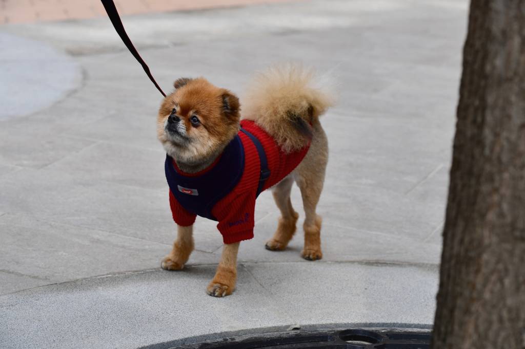 Puppia Classy Harness model A Navy - Premium hondentuig > honden harnas from Puppia - Just €24.99! Shop now at Frenkiezdogshop