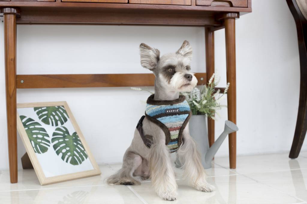 Puppia Crayon Harness model A Brown - Premium hondentuig > honden harnas from Puppia - Just €24.99! Shop now at Frenkiezdogshop