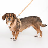 Puppia Dotty Hondentuig Model A Beige hondentuig > honden harnas > model A X - Small