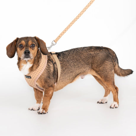 Puppia Dotty Hondentuig Model A Beige hondentuig > honden harnas > model A X - Small