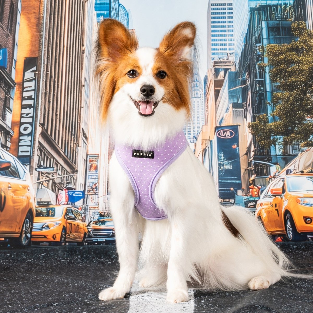 Puppia Dotty Hondentuig Model A Violet hondentuig > honden harnas > model A X - Small