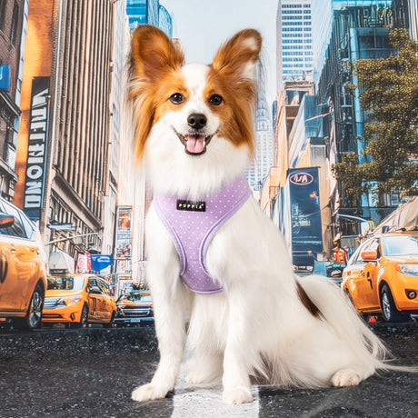 Puppia Dotty Hondentuig Model A Violet hondentuig > honden harnas > model A X - Small