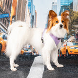 Puppia Dotty Hondentuig Model A Violet hondentuig > honden harnas > model A X - Small