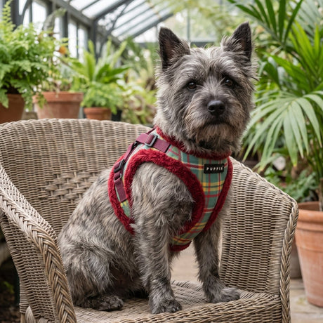 Puppia Galaxia Vest Harness Model B - Wine hondentuig > honden harnas > model B Small