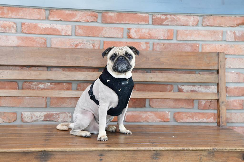 Puppia Gia Harness model A Black - Premium hondentuig > honden harnas from Puppia - Just €26.99! Shop now at Frenkiezdogshop