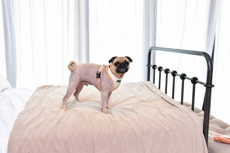 Puppia Gia Harness model A Ivory hondentuig > honden harnas > model A Small