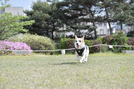 Puppia Legacy Harness model A Black ( XX - LARGE ) hondentuig > honden harnas > model A Large