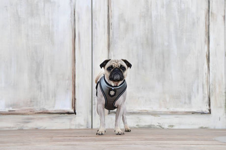 Puppia Legacy Harness model A Grey hondentuig > honden harnas > model A Small