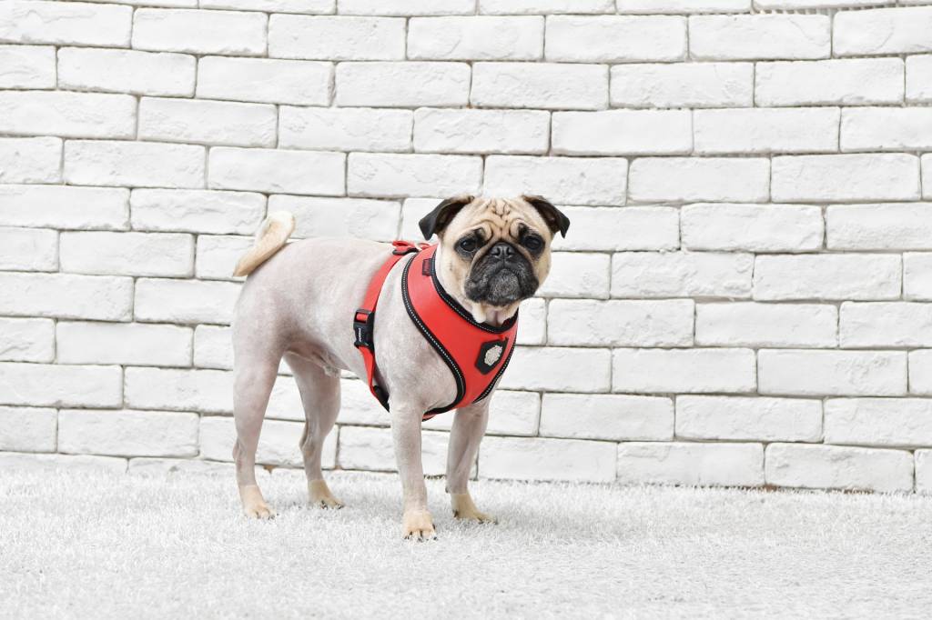 Puppia Legacy Harness model A Red - Premium hondentuig > honden harnas from Puppia - Just €29.99! Shop now at Frenkiezdogshop