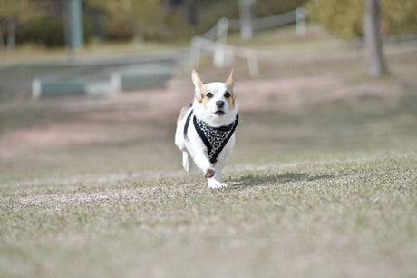 Puppia Leonard Harness model A Black hondentuig > honden harnas > model A Small