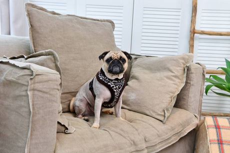 Puppia Leonard Harness model A Brown hondentuig > honden harnas > model A Small