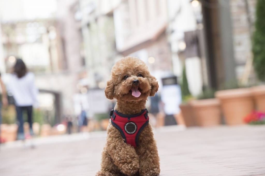 Puppia Mischief Harness model C Red - Premium hondentuig > honden harnas from Puppia - Just €24.99! Shop now at Frenkiezdogshop