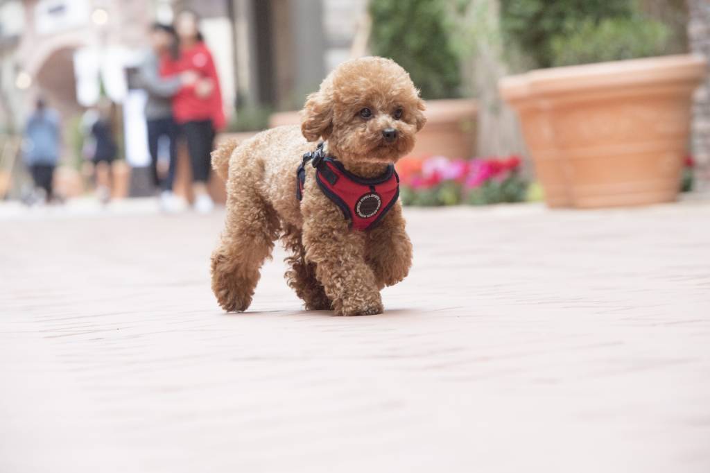 Puppia Mischief Harness model C Red - Premium hondentuig > honden harnas from Puppia - Just €24.99! Shop now at Frenkiezdogshop