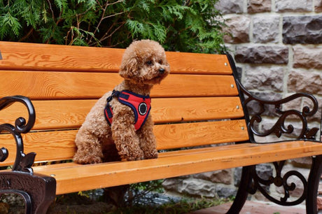 Puppia Mischief Harness model C Red hondentuig > honden harnas > model C Large