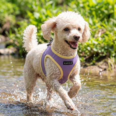 Puppia Soft Ez-Buckle Harness B - Violet hondentuig > honden harnas > model B Small