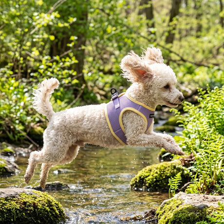 Puppia Soft Ez-Buckle Harness B - Violet hondentuig > honden harnas > model B Small