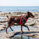 Puppia Soft Ez-Buckle Harness C - Red hondentuig > honden harnas > model C Small
