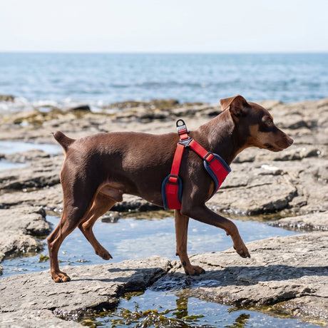 Puppia Soft Ez-Buckle Harness C - Red hondentuig > honden harnas > model C Small