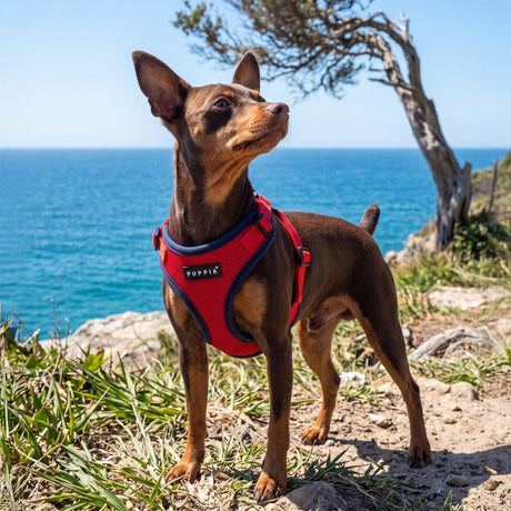 Puppia Soft Ez-Buckle Harness C - Red hondentuig > honden harnas > model C Small