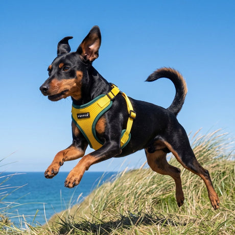 Puppia Soft Ez-Buckle Harness C - Yellow hondentuig > honden harnas > model C Small