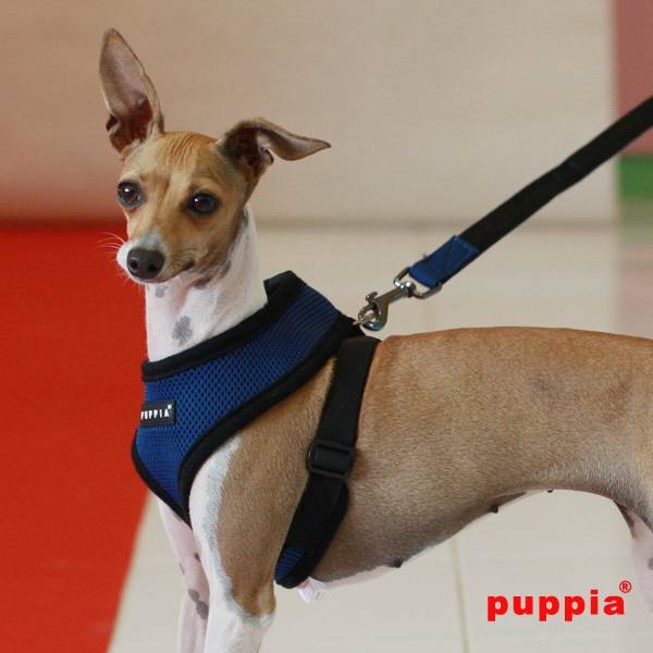 Puppia Soft Harness model A royalblue - Premium hondentuig > honden harnas from Puppia - Just €18.99! Shop now at Frenkiezdogshop