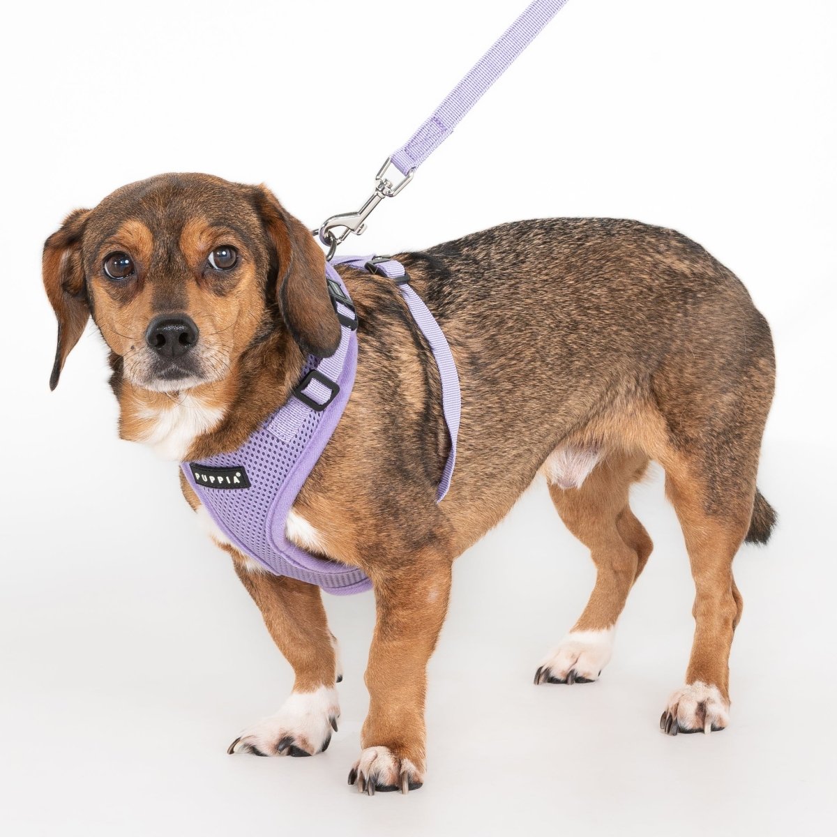 Puppia Soft Harness Ritefit Violet hondentuig > honden harnas > model A Small