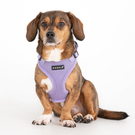 Puppia Soft Harness Ritefit Violet hondentuig > honden harnas > model A Small