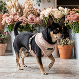 Puppia Stellar Harness Model A - Beige hondentuig > honden harnas > model A Small