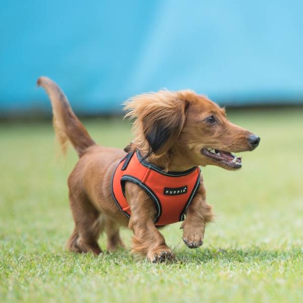 Puppia Trek Vest Harness model B Orange - Premium hondentuig > honden harnas from Puppia - Just €33.99! Shop now at Frenkiezdogshop