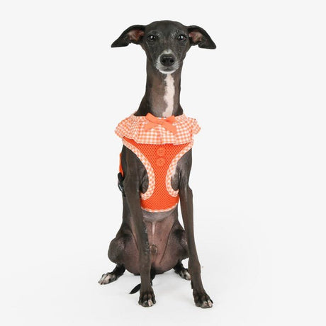Puppia Vivien Hondentuig Model A Orange – Lichtgewicht Harnasje voor Kleine Honden hondentuig > honden harnas > model A X - Small