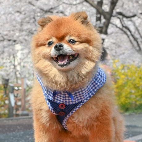 Puppia Vivien Hondentuig Model A Royal Blue – Lichtgewicht Harnasje voor Kleine Honden hondentuig > honden harnas > model A X - Small