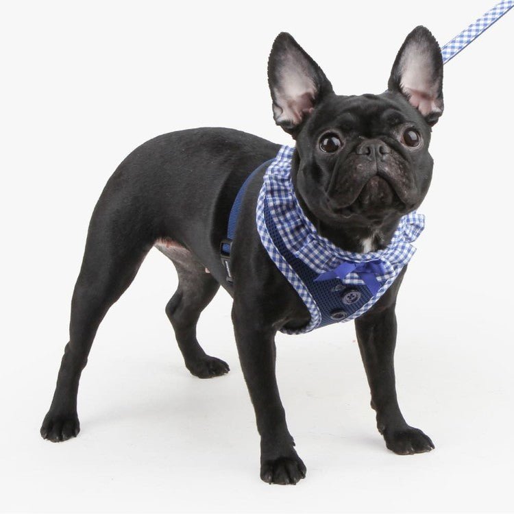 Puppia Vivien Hondentuig Model A Royal Blue – Lichtgewicht Harnasje voor Kleine Honden hondentuig > honden harnas > model A X - Small
