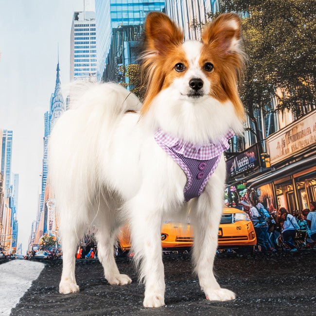 Puppia Vivien Hondentuig Model A Violet – Lichtgewicht Harnasje voor Kleine Honden hondentuig > honden harnas > model A X - Small