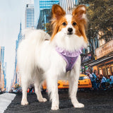 Puppia Vivien Hondentuig Model A Violet – Lichtgewicht Harnasje voor Kleine Honden hondentuig > honden harnas > model A X - Small