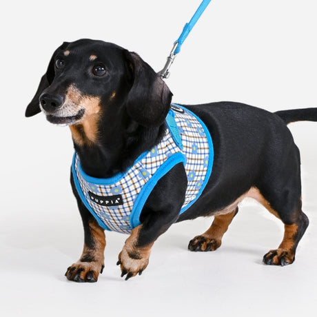 Puppia Westley Vest Harness Model B Skyblue hondentuig > honden harnas > model B Small