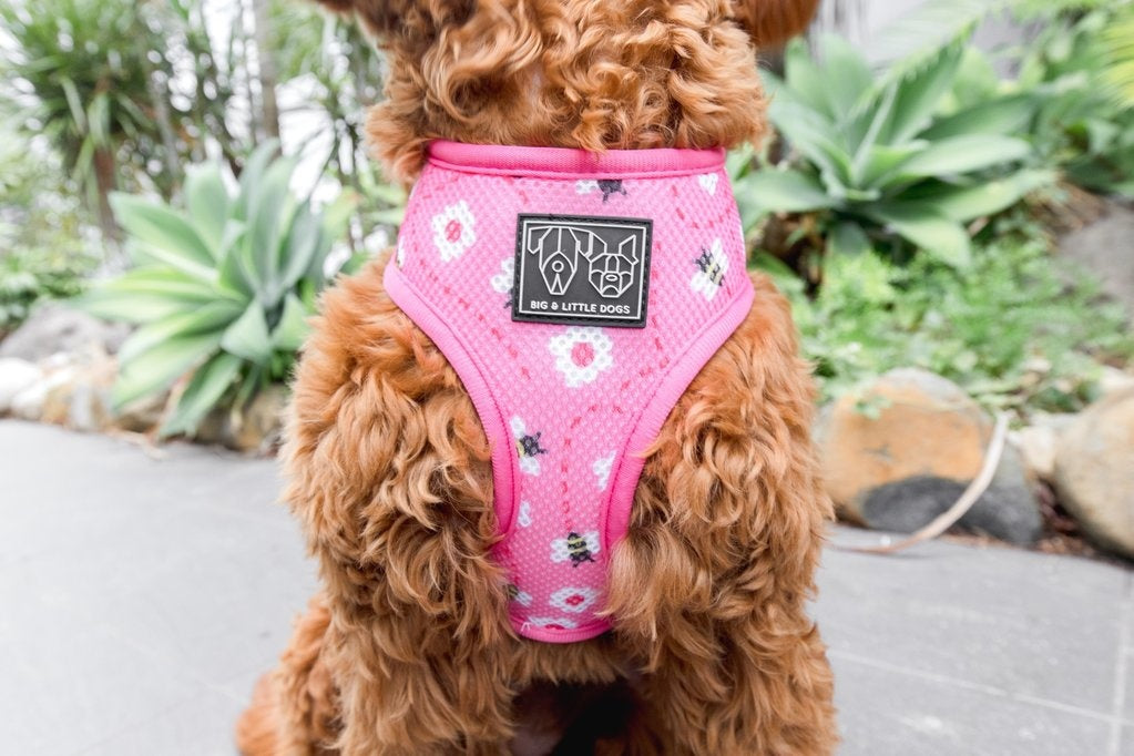 Big and Little Dogs Reversible Pretty as can Bee - Premium hondentuig > honden harnas from Big and Little Dogs - Just €27.99! Shop now at Frenkiezdogshop