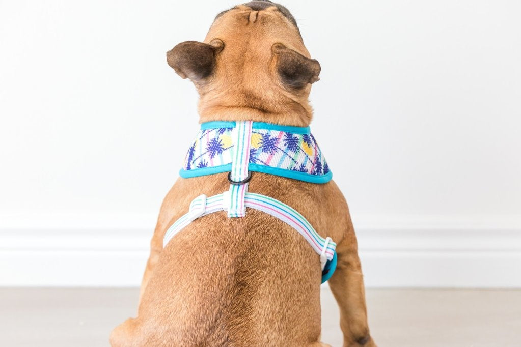 Big and Little Dogs Reversible Surf's Up - Premium hondentuig > honden harnas from Big and Little Dogs - Just €27.99! Shop now at Frenkiezdogshop