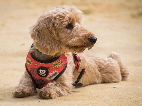 Dukier Reversible Harness Superdog hondentuig > honden harnas > model A X - Small