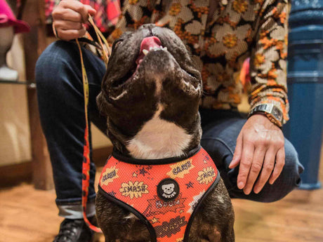 Dukier Reversible Harness Superdog hondentuig > honden harnas > model A X - Small