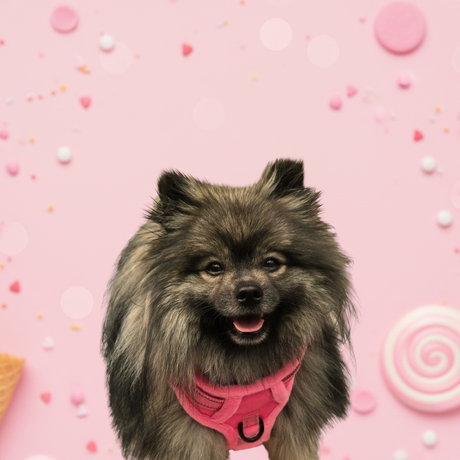 Frenkiez Teddy reflective Y tuig no pull dogharness Hot Pink