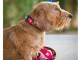 Dukier halsband collar Savana - Premium halsband > hondenhalsband from Dukier - Just €17.99! Shop now at Frenkiezdogshop