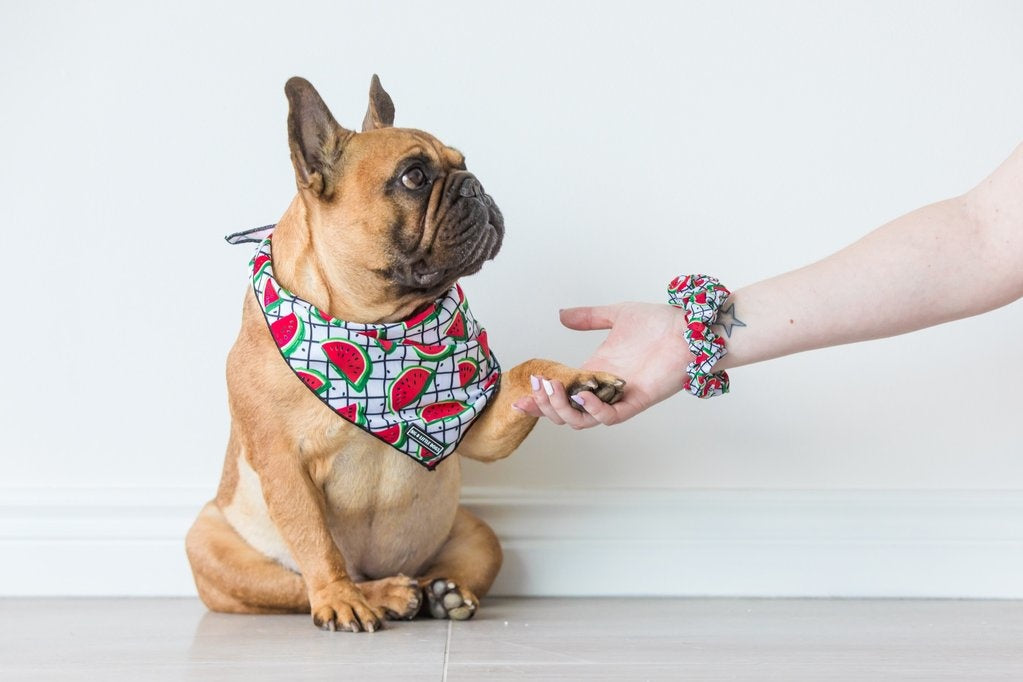 Big and Little Dogs A Slice of Summer scrunchie - Premium Haarelastiek > haarasseccoire from Big and Little Dogs - Just €9.99! Shop now at Frenkiezdogshop