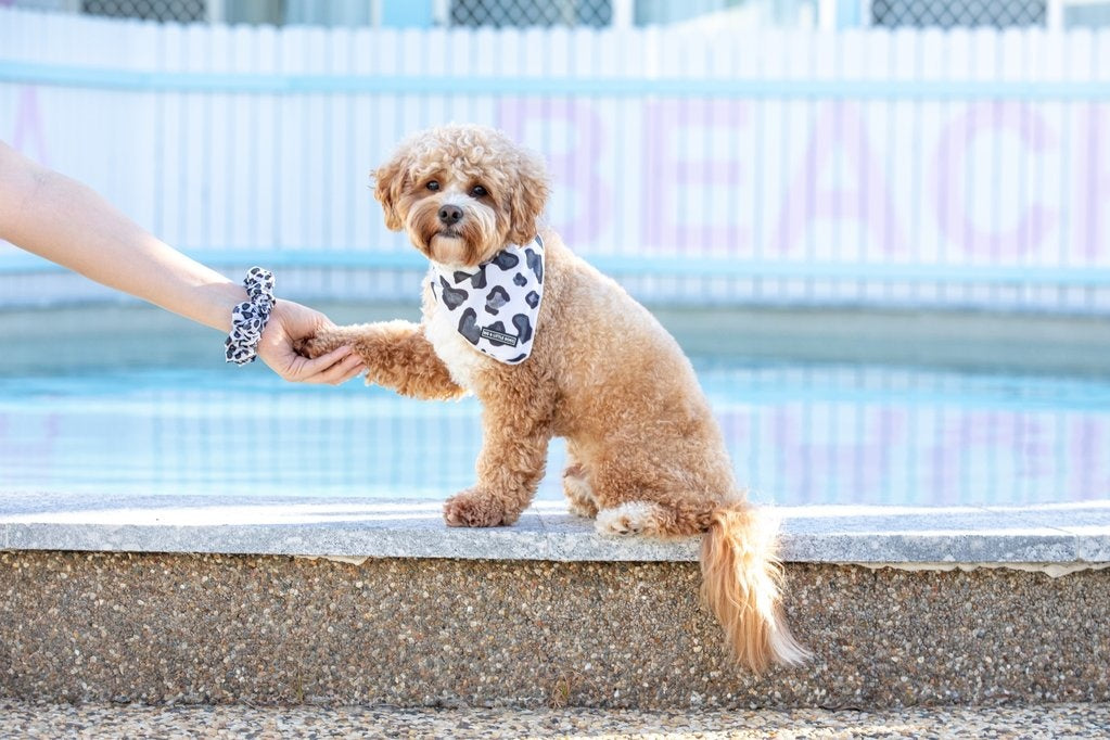 Big and Little Dogs Grey Leopard scrunchie - Premium Haarelastiek > haarasseccoire from Big and Little Dogs - Just €9.99! Shop now at Frenkiezdogshop