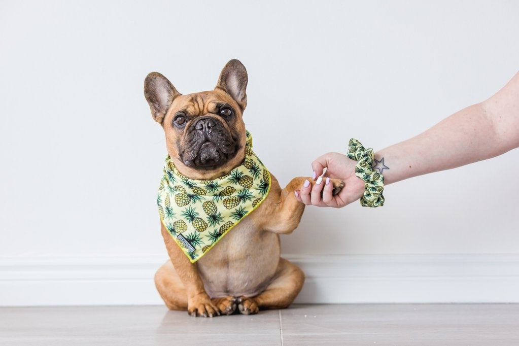 Big and Little Dogs Lookin' Pine scrunchie - Premium Haarelastiek > haarasseccoire from Big and Little Dogs - Just €9.99! Shop now at Frenkiezdogshop