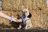 Big and Little Dogs Painted Purple scrunchie - Premium Haarelastiek > haarasseccoire from Big and Little Dogs - Just €9.99! Shop now at Frenkiezdogshop