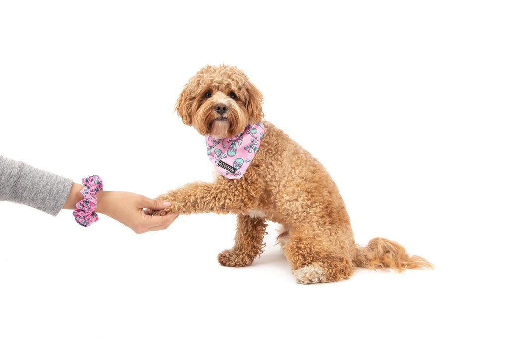 Big and Little Dogs Skull and Bones scrunchie - Premium Haarelastiek > haarasseccoire from Big and Little Dogs - Just €9.99! Shop now at Frenkiezdogshop