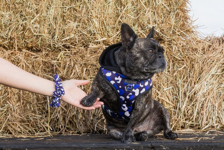 Big and Little Dogs Winter Blues scrunchie - Premium Haarelastiek > haarasseccoire from Big and Little Dogs - Just €9.99! Shop now at Frenkiezdogshop